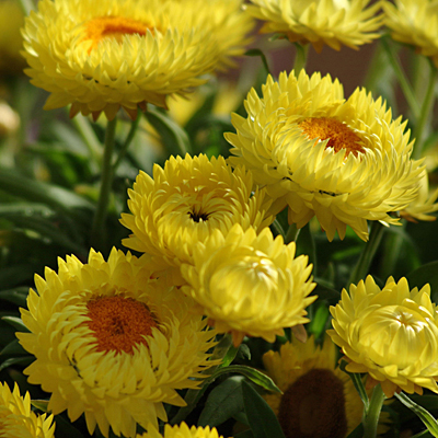 Bracteantha 'Dreamtime Jumbo Yellow'