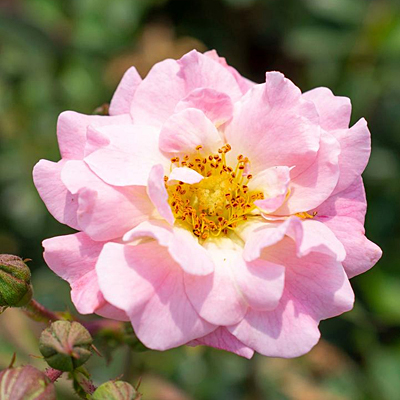 Rosa 'Drift Blushing'