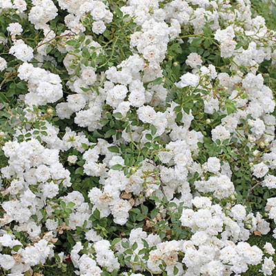 Rosa 'Drift Icy'