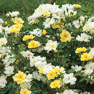 Rosa 'Drift Lemon'