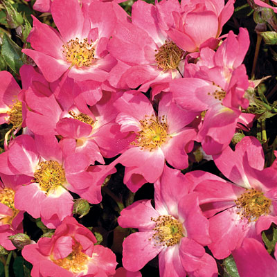 Rosa 'Drift Pink'