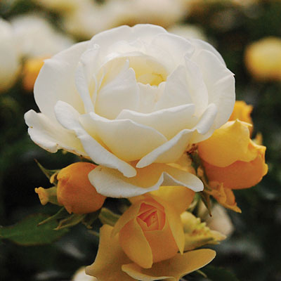 Rosa 'Drift Popcorn'