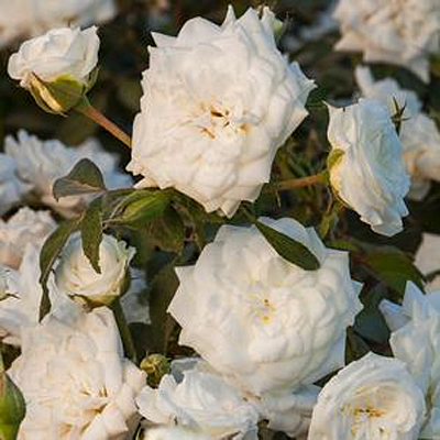 Rosa 'Drift White'