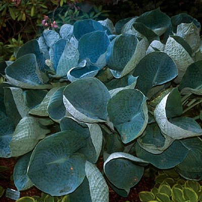 Hosta 'Abiqua Drinking Gourd'