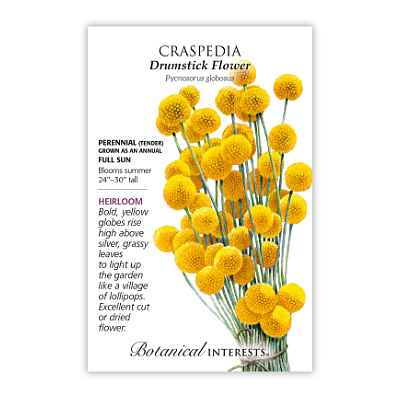 Seeds - BI Craspedia Drumstick Flower