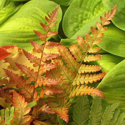 Dryopteris erythrosora 'Brilliance'