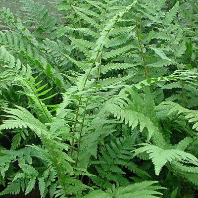 Dryopteris x australis 'Dixie Wood'