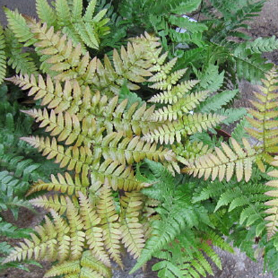 Dryopteris erythrosora