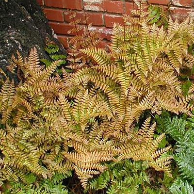 Dryopteris erythrosora