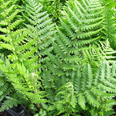 Dryopteris felix-mas