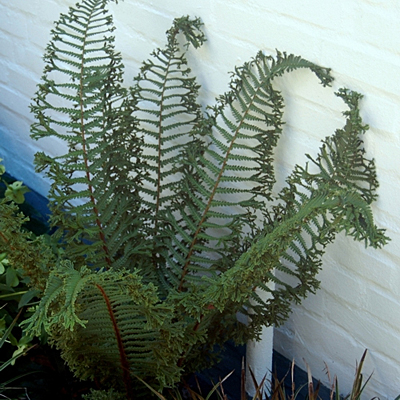 Dryopteris affinis cristata 'The King'