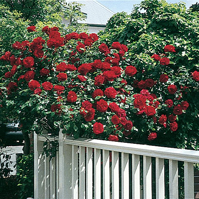 Rosa 'Dublin Bay'
