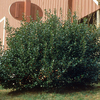 Ilex x m. 'Duet Blue Princess & Blue Prince'
