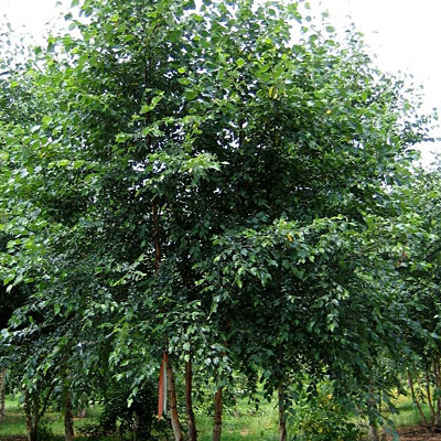 Betula n. 'Dura Heat'
