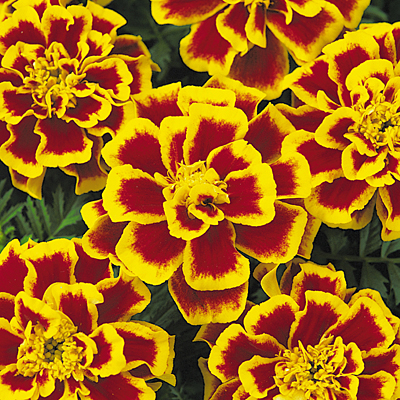 Marigold 'Durango Bee'