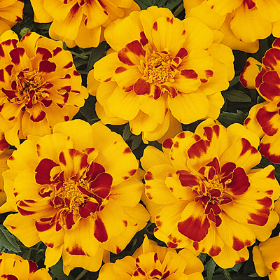 Marigold 'Durango Bolero'