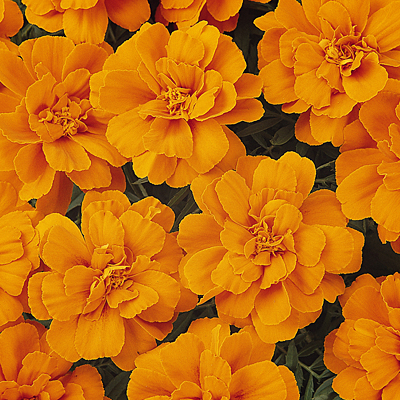 Marigold 'Durango Tangerine'