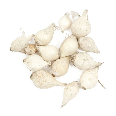 Dutch Onion Sets - White (75/pack)