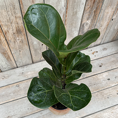Ficus lyrata 'Dwarf Bambino'