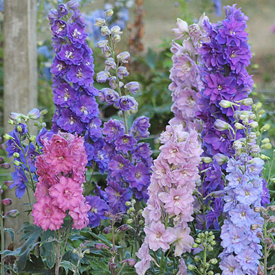 Delphinium e. 'Dwarf Stars'