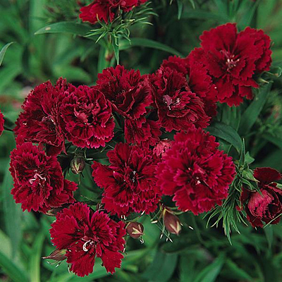 Dianthus x 'Dynasty Red'
