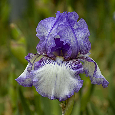 Iris g. 'Earl of Essex'