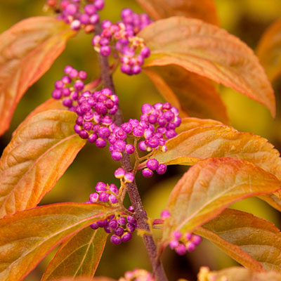 Callicarpa