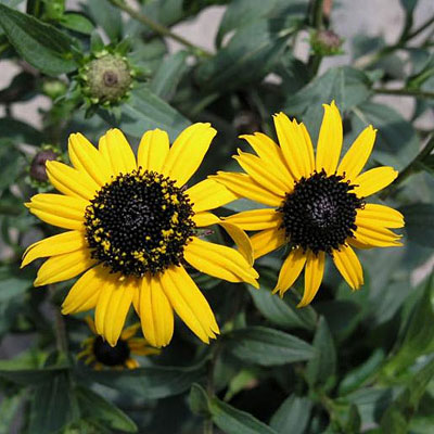 Rudbeckia f. 'Early Bird Gold'