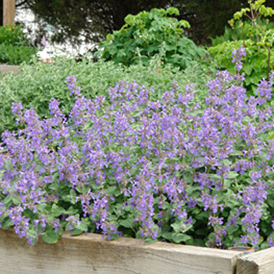 Nepeta x 'Early Bird'