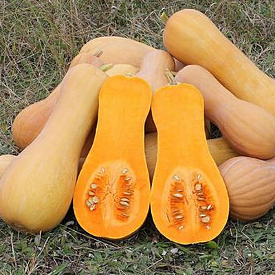 Squash 'Early Butternut'