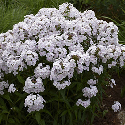 Phlox p. 'Fashionably Early Crystal'