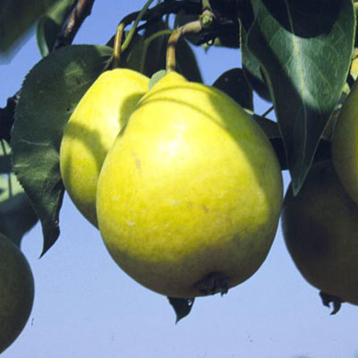 Pyrus x 'Early Gold'