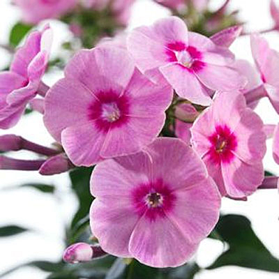 Phlox p. 'Early Start Pink'