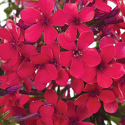 Phlox p. 'Early Red'