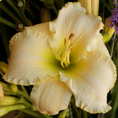 Hemerocallis 'Early Snow'