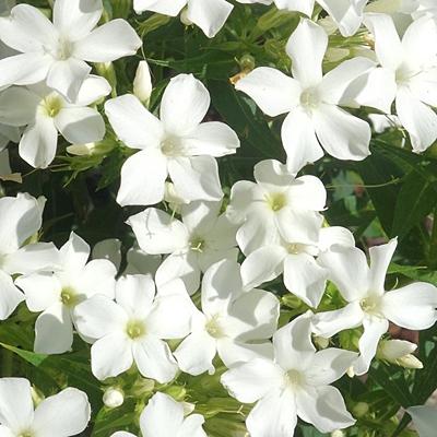 Phlox p. 'Early White'