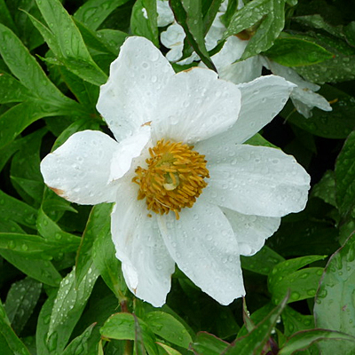 Paeonia l. 'Early Windflower'