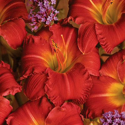 Hemerocallis 'Earlybird Cardinal'