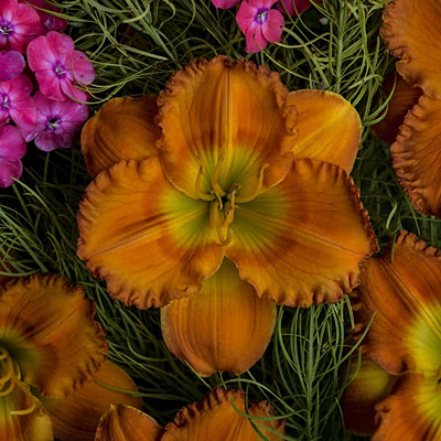 Hemerocallis 'Earlybird Oriole'