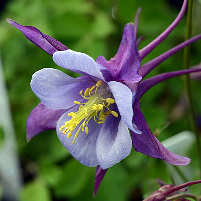 Aquilegia 'Earlybird Purple Blue'