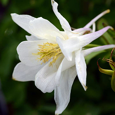 Aquilegia 'Earlybird White'