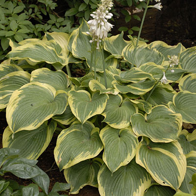 Hosta 'Earth Angel'