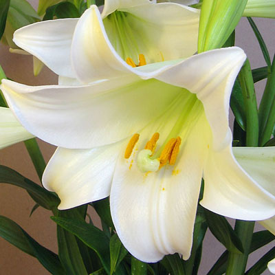 Easter Lily