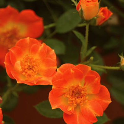 Rosa 'Oso Easy Hot Paprika'