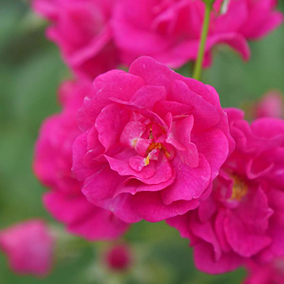 Rosa 'Oso Easy Peasy'