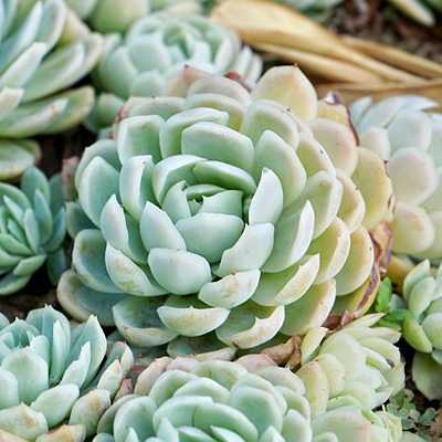 Echeveria