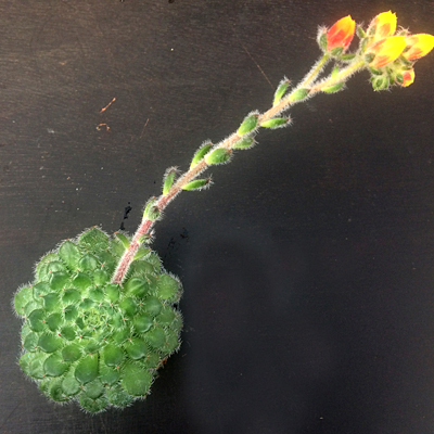 Echeveria setosa var. ciliate