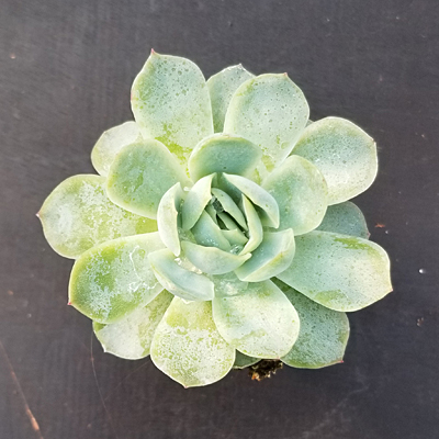 Echeveria elegans