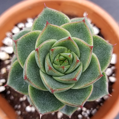Echeveria 'Fabiola'