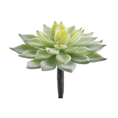 Succulent - Echeveria Mini Flocked Green